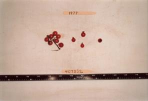 Click for 1 image(s) for this accession. FRUIT